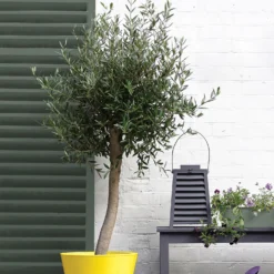 Sandtex® Exterior 10 Year Satin Paint Fern Canopy - 750ml -Sandtex Store 12809801 1644871561235027